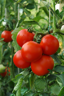 Aquaponics Tomatoes Are Most Requested Crop