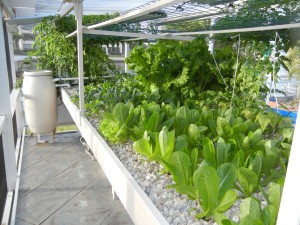 Lanai Aquaponics in the tropics. This tray feeds four people.