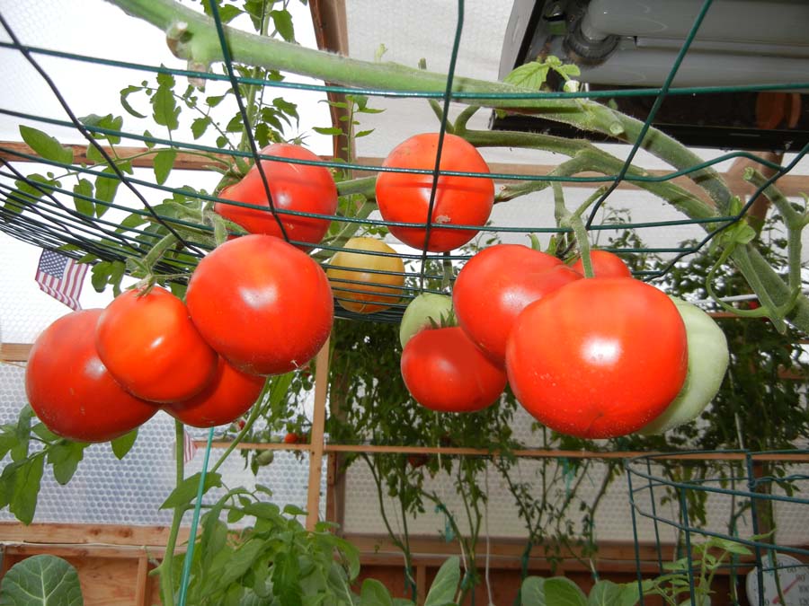 Who DOESN'T Love a Fresh Tomato?