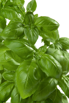 Basil – A High-Value Crop for Aquaponics