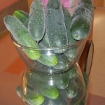 Portable Farm Cucumbers Harvested February 9, 2012