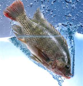 Best Fish for Aquaponics System