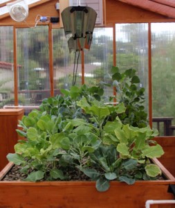 A small back yard Portable Farms® Aquaponics System.