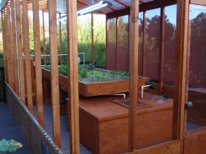 aquaponics back yard farm