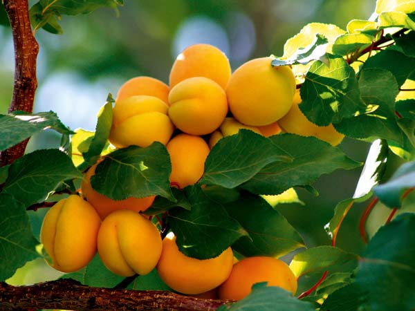  aquaponics, “ Yes, you can use aquaponics to grow fruit trees and