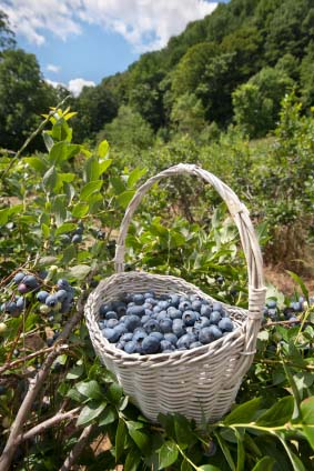 How to Grow Fruit Trees or Blueberries in Aquaponics