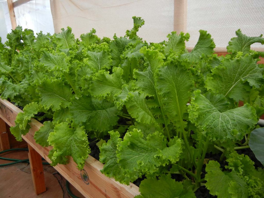 grow tray of Green Wave Lettuce growing in a Portable Farms Aquaponics 