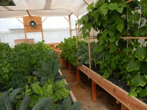 Interior of a Portable Farms Aquaponics System. Photo taken January 3, 2012.