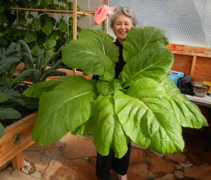 Phyllis Davis, Co-Inventor, holding ONE HEAD of India Mustard. Wow! That will make one gigantic salad!