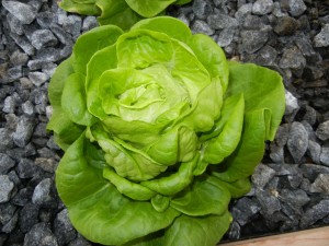 portable-farms-bib-lettuce