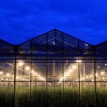 portable-farms-commercial-greenhouse-growing