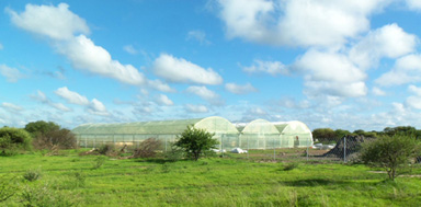 A 10,000 sq ft greenhouse with Portable Farms Aquaponics Systems installed. Location: Botswana Africa.