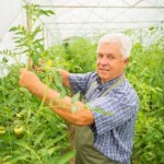 baby booomer tomatoe