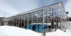 greenhouse snow