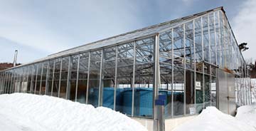 Solar Greenhouses for Cold Climates