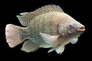 tilapia Oreochromis mossambicus