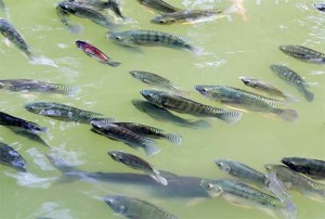 Swimming tilapia.