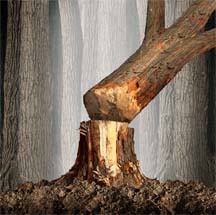 tree lumber