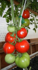 GFIA Portable Farms® Aquaponics System - Tomatoes 6