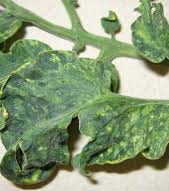 tobacco virus leaf