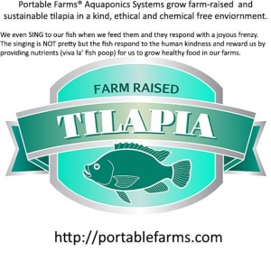 Aquaponics tilapia buy How Often Do You Flood an Aquaponics Grow Bed?