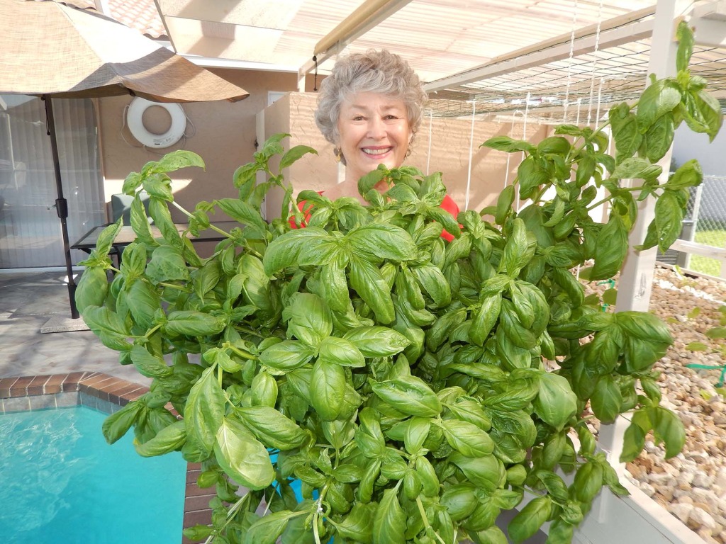 Basil A High Value Crop for Aquaponics