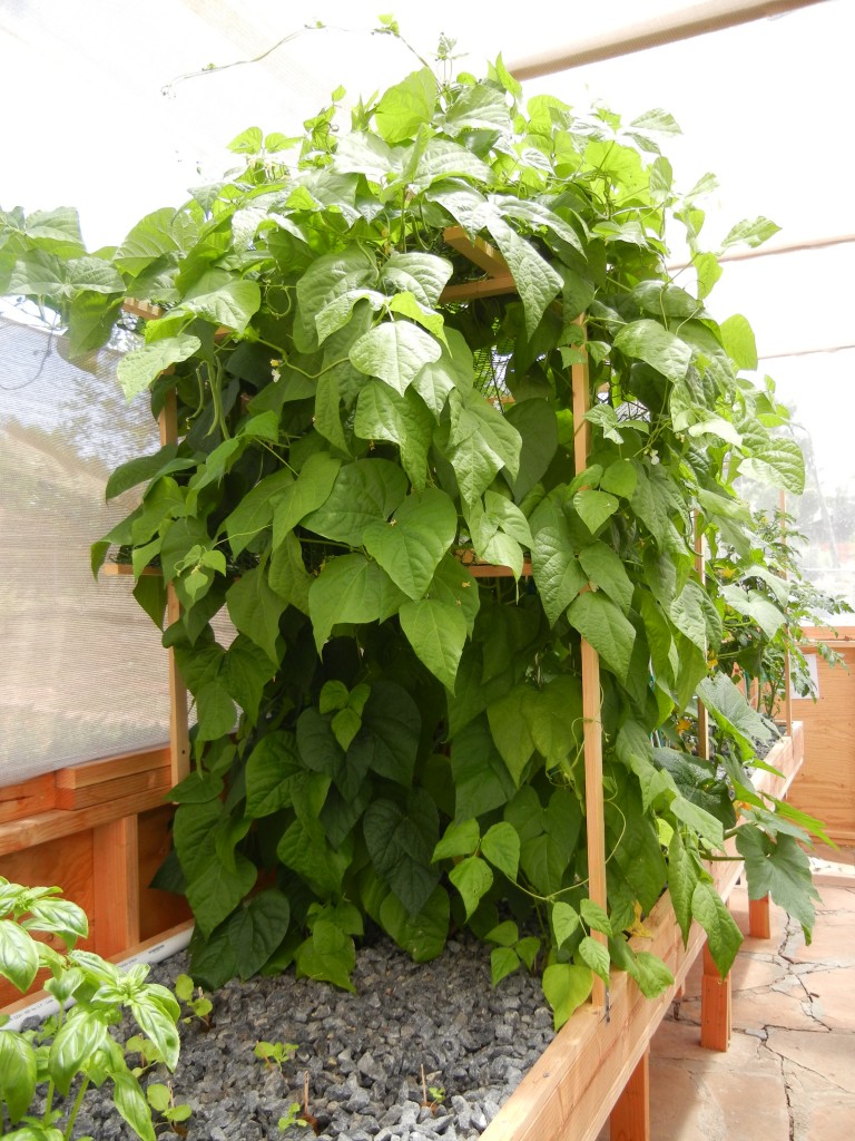 YEAR ROUND Ideal Growing Conditions for Aquaponics