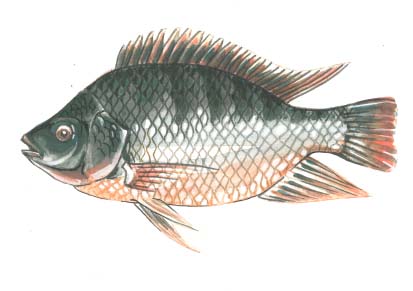 tilapia drawing - Portable Farms®