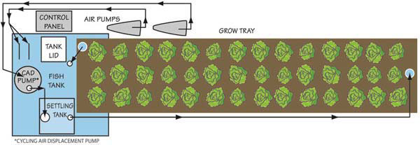 aquaponic greenhouse layout