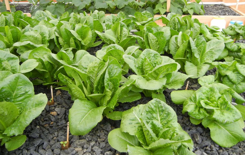 Can trout grow in aquaponics How Often Do You Flood an Aquaponics Grow Bed?