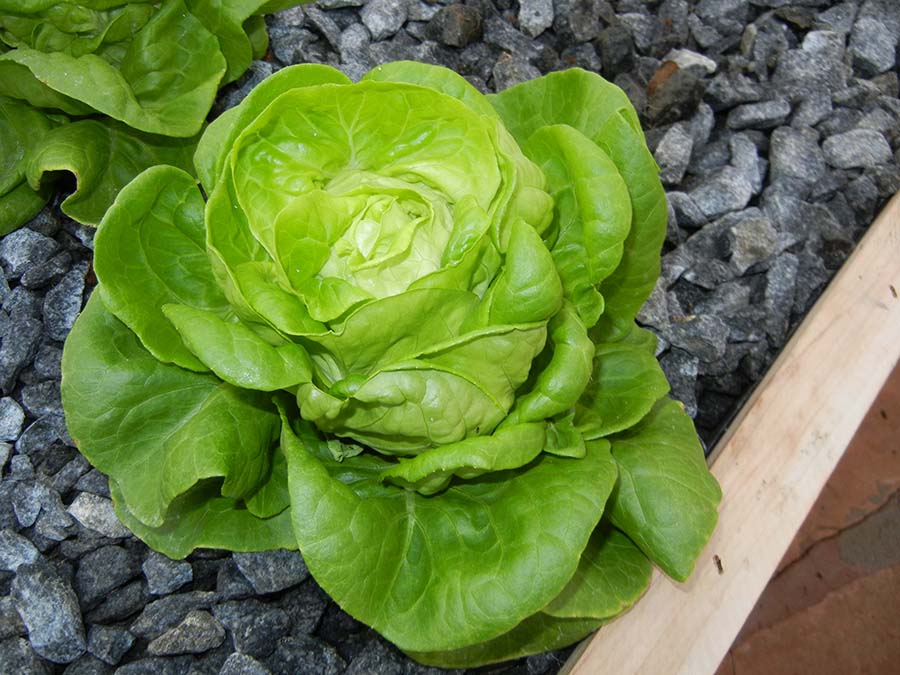 what you can grow – portable farms® aquaponics systems