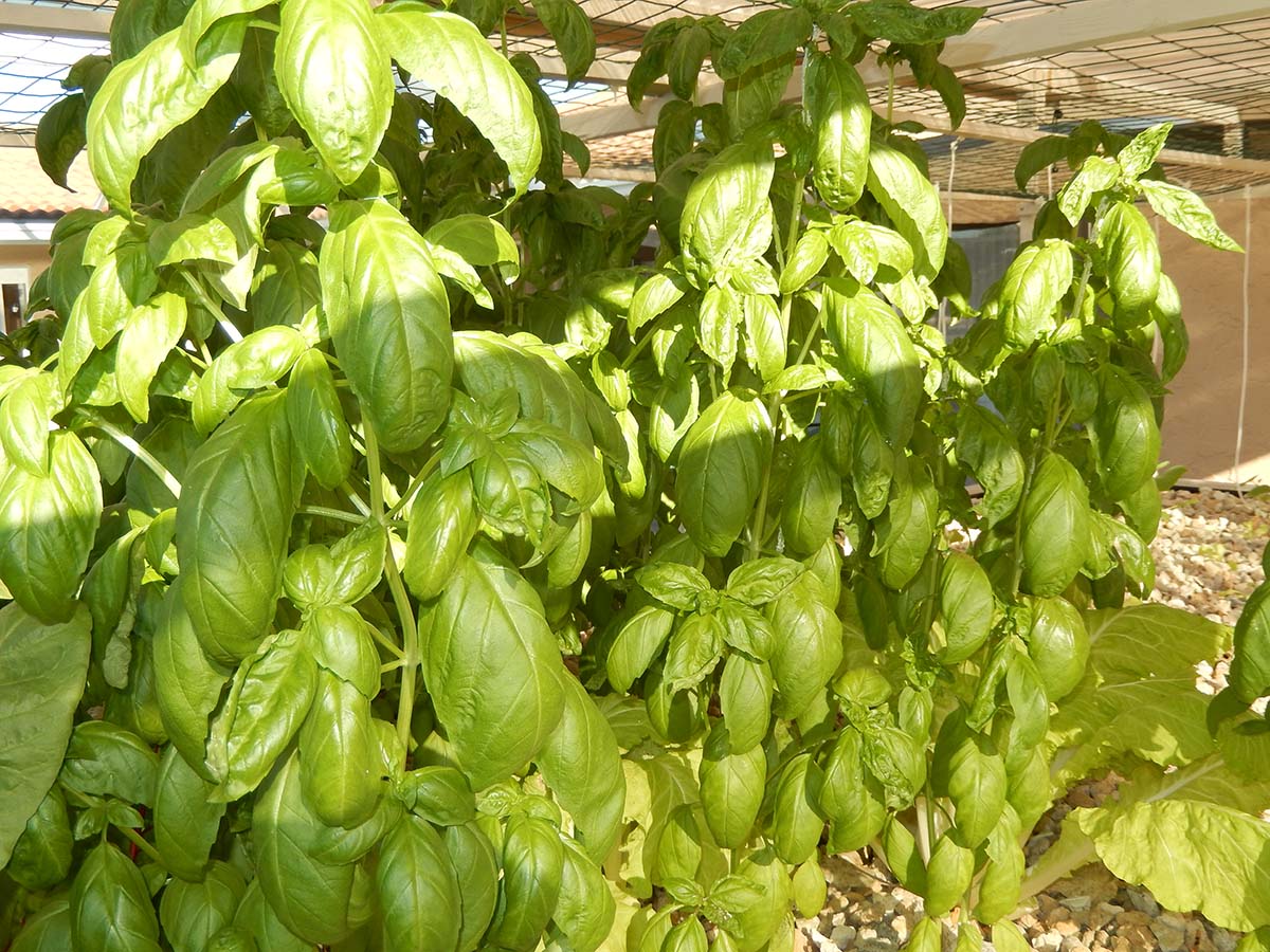 Basil A High Value Crop for Aquaponics