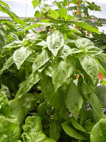 Basil A High Value Crop for Aquaponics