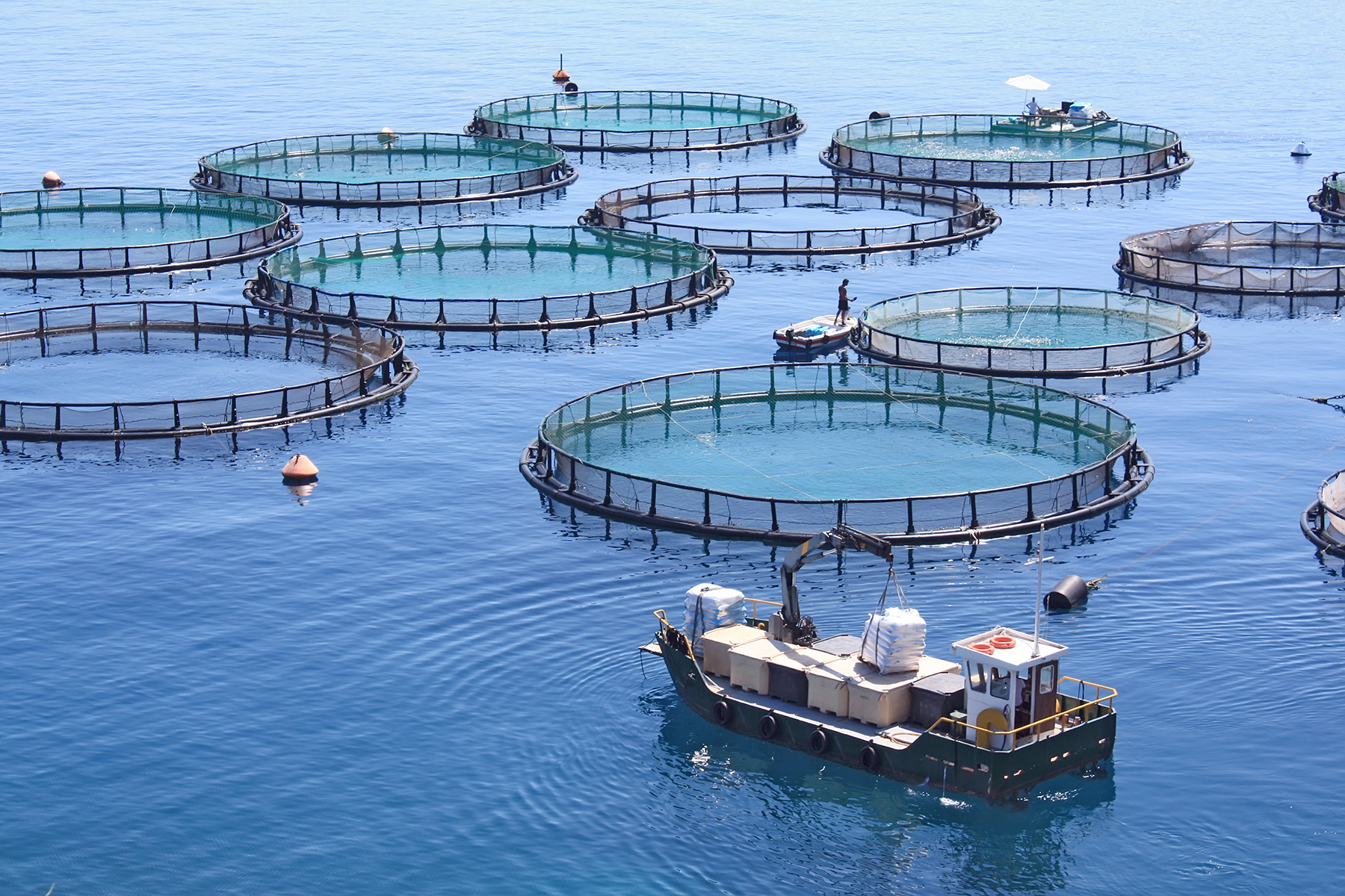 aquaculture and aquaponics are not the same!