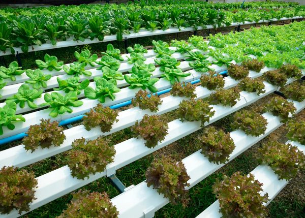 green lettuce, cultivation hydroponics green vegetable in farm ...