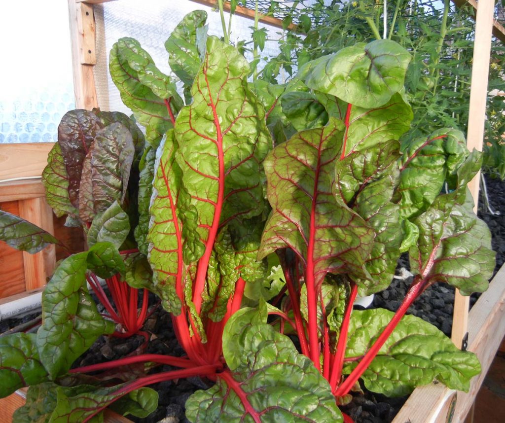 Can you grow kale in aquaponics Global and Regional Vertical Farming Markets Analysis & Forecasts, 2020-2021 & 2026 - ResearchAndMarkets.com