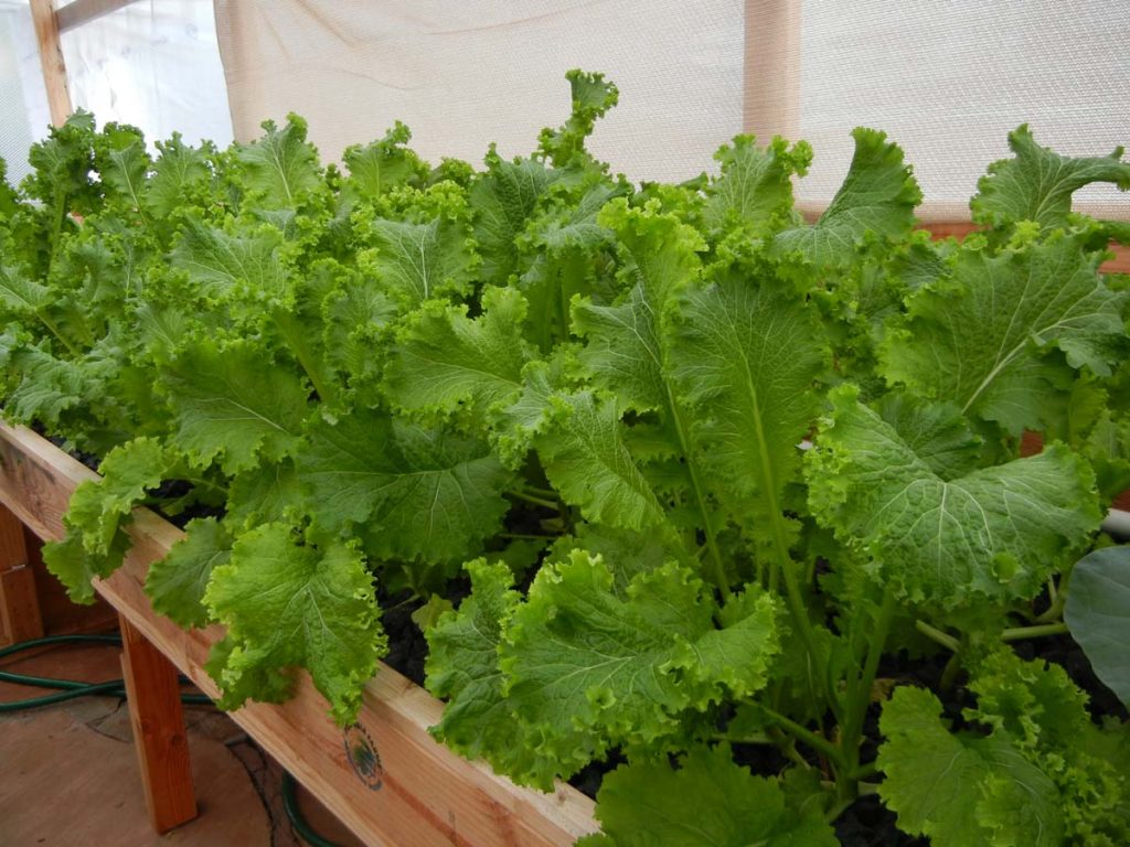 what you can grow in a portable farm